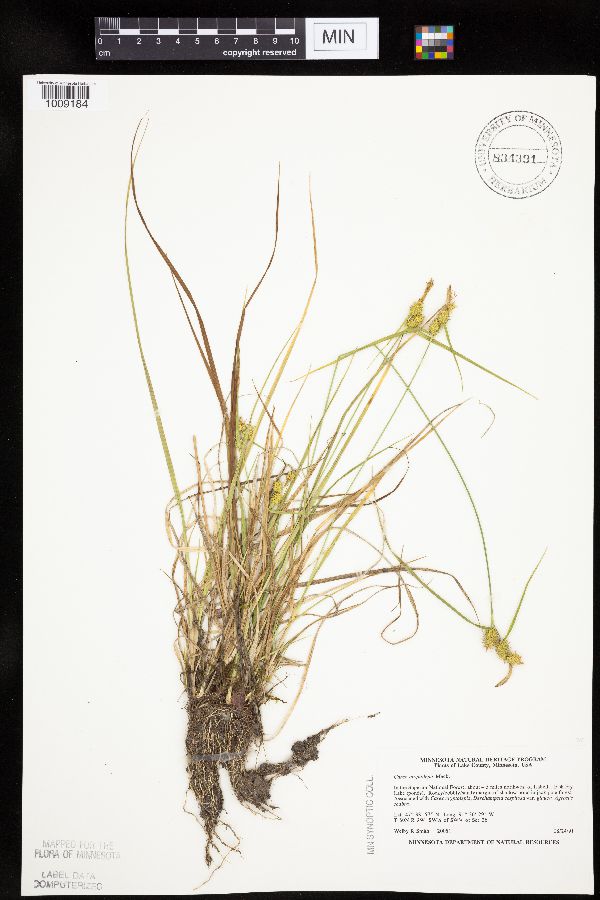 Carex cryptolepis image