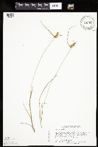 Carex cryptolepis image