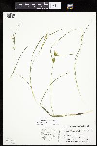 Carex cryptolepis image