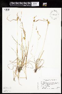 Carex cryptolepis image