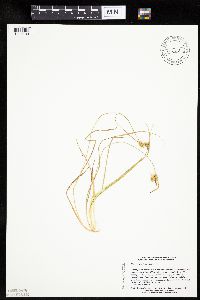 Carex cryptolepis image