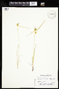 Carex cryptolepis image