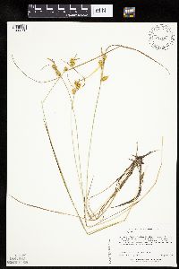 Carex cryptolepis image