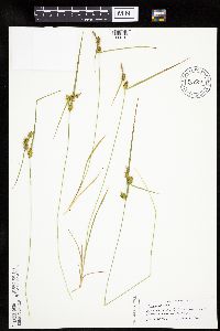 Carex cryptolepis image