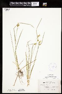 Carex cryptolepis image