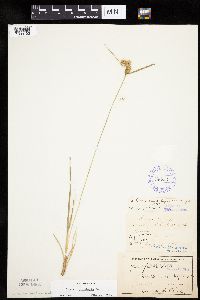 Carex cryptolepis image