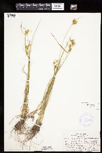 Carex cryptolepis image