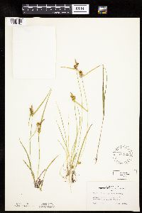 Carex cryptolepis image
