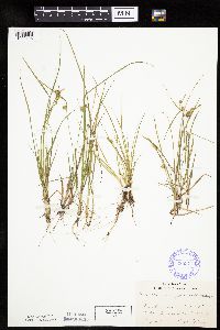 Carex cryptolepis image