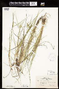 Carex cryptolepis image