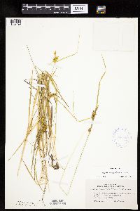 Carex cryptolepis image