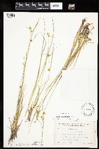 Carex cryptolepis image