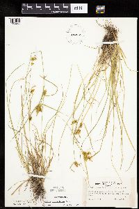 Carex cryptolepis image