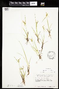 Carex cryptolepis image