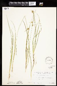 Carex cryptolepis image