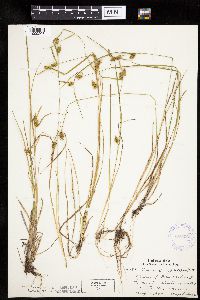 Carex cryptolepis image