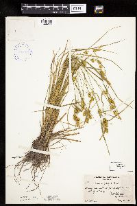 Carex cryptolepis image