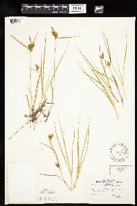 Carex cryptolepis image