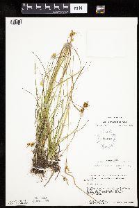Carex cryptolepis image