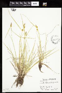 Carex cryptolepis image