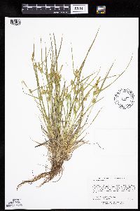Carex cryptolepis image