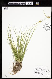 Carex cryptolepis image