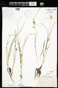 Carex cryptolepis image