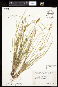 Carex cryptolepis image