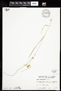 Carex cryptolepis image