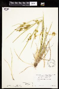 Carex cryptolepis image