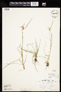 Carex cryptolepis image