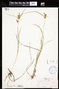 Carex cryptolepis image
