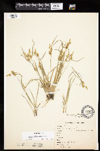 Carex cryptolepis image