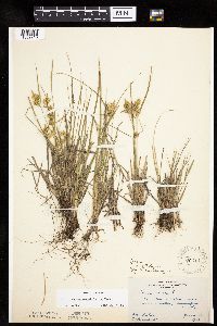 Carex cryptolepis image