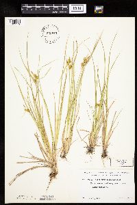 Carex cryptolepis image