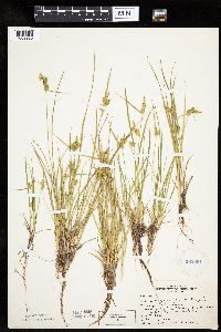 Carex cryptolepis image