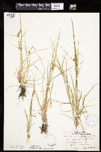 Carex cryptolepis image