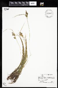 Carex cryptolepis image