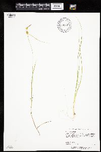 Carex cryptolepis image
