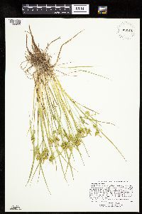 Carex cryptolepis image