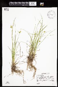 Carex cryptolepis image