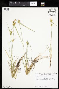 Carex cryptolepis image