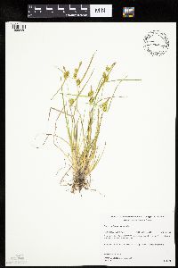 Carex cryptolepis image