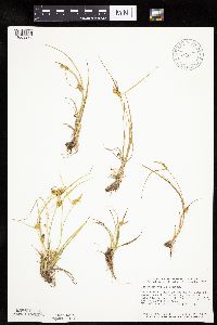 Carex cryptolepis image