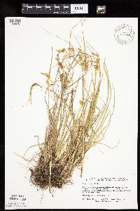 Carex cryptolepis image