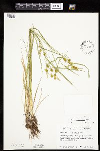 Carex cryptolepis image