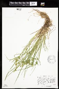 Carex cryptolepis image