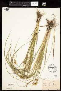 Carex cryptolepis image