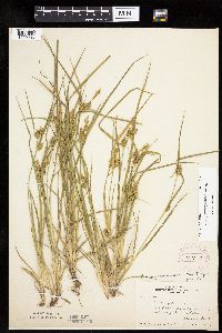 Carex cryptolepis image
