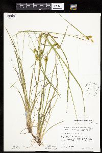 Carex cryptolepis image